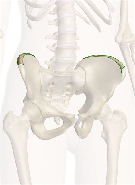 Iliac Bone Anatomy