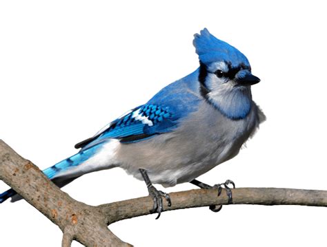 Blue Jay Background Png Png Play