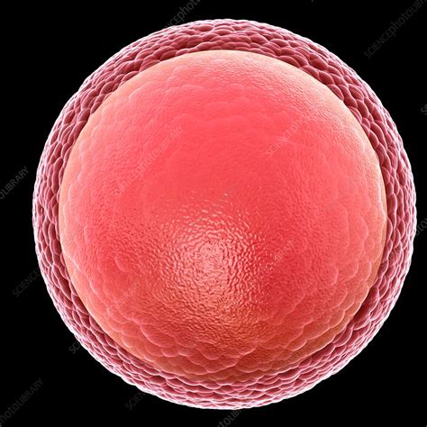 Human Egg Cell Illustration Stock Image F019 6062 Science Photo