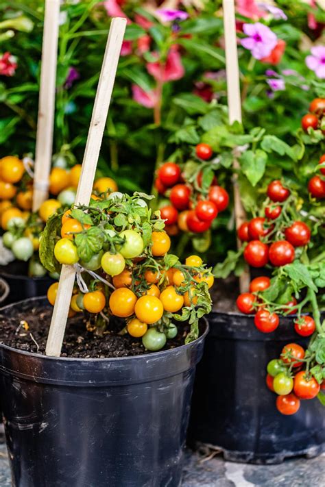 Growing Cherry Tomatoes In Pots Tips And Recommendations
