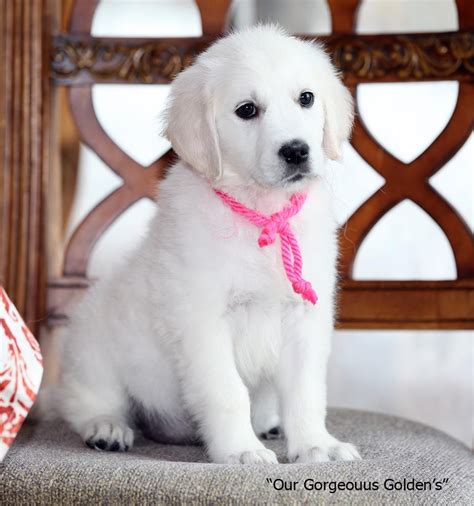 Emma and rebel puppies due 10/12/20! Golden Retriever Puppies,White,Cream,AKC CERTIFIED,NJ ...