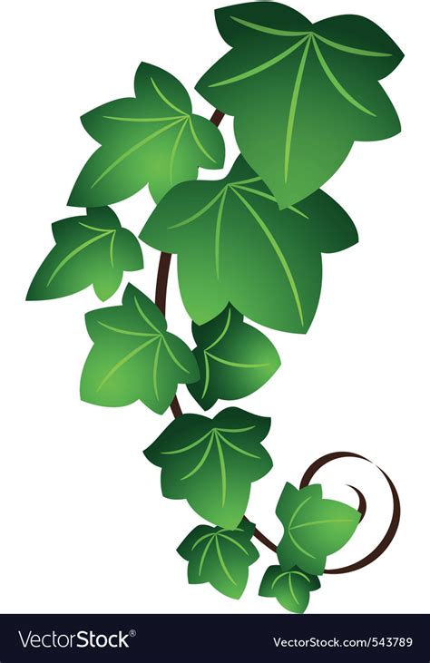 Ivy Twig Royalty Free Vector Image Vectorstock