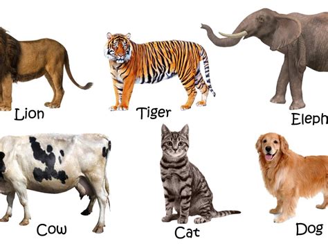 Picture Of Domestic Animals With Names Lion Tiger Elephant Cow Cat