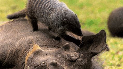 Pbs Nature Cute Animals  By Thirteenwnet Find And Share On Giphy
