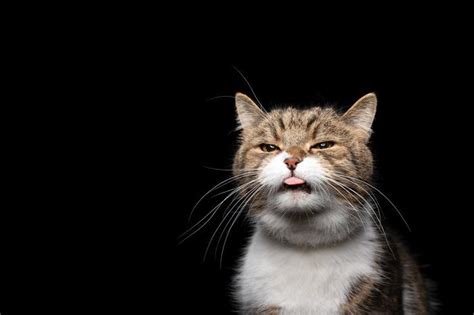 Mouth Ulcers In Cats Causes Symptoms And Treatment All About Cats
