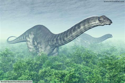 Brontosaurus Facts A Giant Sauropod Dinosaur Of The Jurassic Period