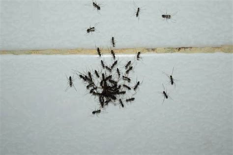 Are Ants Attracted To Your Bathroom Terminix
