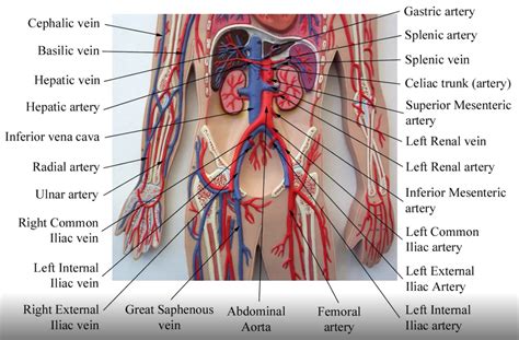 Human Body Arteries And Veins Vernie Danielson