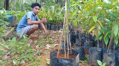 Bongkar Rahasia Cara Sambung Kaki Durian Youtube