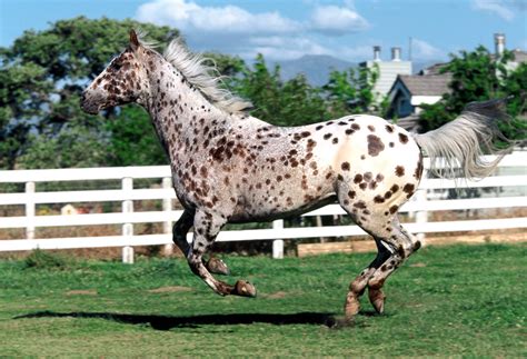 Appaloosa Pictures Video And Information