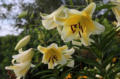 Know Your Lilies Asiatics Orientals Trumpets And More Longfield