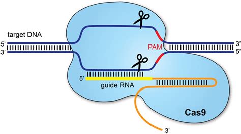Nanoclews para la entrega eficiente del CRISPR Cas para la edición del genoma