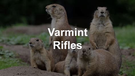 Best Varmint Rifle Top 5 For Those Pesky Critters