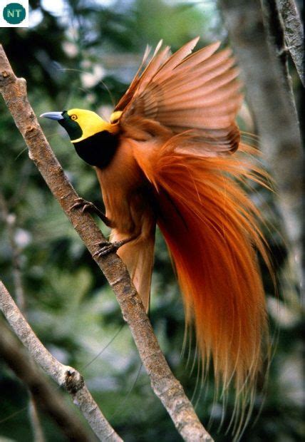 Emperor Bird Of Paradise Paradisaea Guilielmi Papua Birds Of