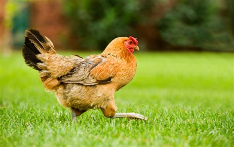 Backyard chickens are generally more mobile than industrial factory farms where the grocery stores get eggs. How to Raise Backyard Chickens | Sierra Club