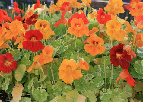Heirloom Nasturtiums Are Great Choices Today Mississippi State