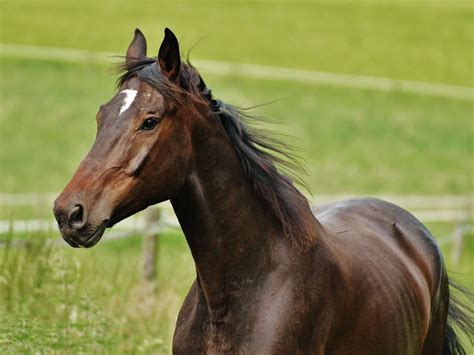 Stud Fees For Horses