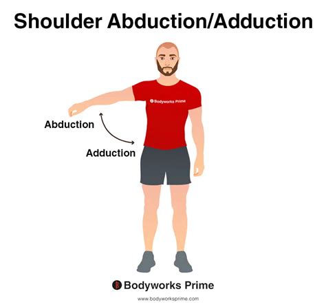 Rotator Cuff Muscles Anatomy Bodyworks Prime