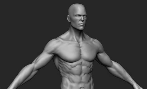 Human Man Anatomy 3d Model Cgtrader
