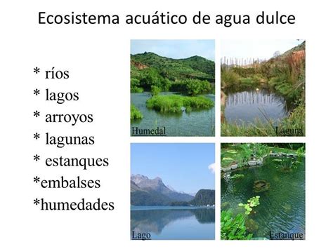 Ecosistemas Agua Dulce Wordsearch The Best Porn Website