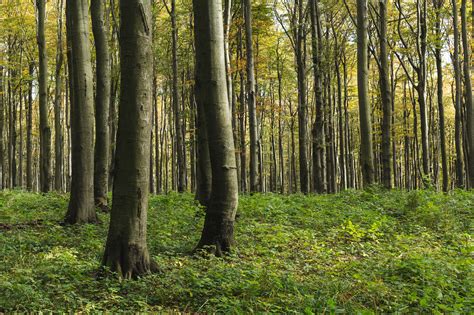 Trees In The Forest Copyright Free Photo By M Vorel Libreshot