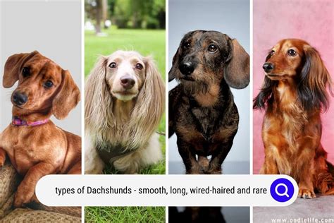 Types Of Dachshunds Smooth Long Wired Haired Rare With Photos