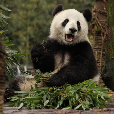 Le Panda Géant Nest Plus En Danger Dextinction