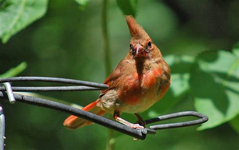 Juvenile Northern Cardinals