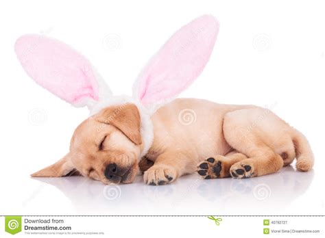 Labrador Retriever Puppy Dog Wearing Bunny Ears Is
