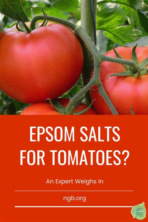 Epsom Salts For Tomatoes An Experts Advice There Are Good And Bad