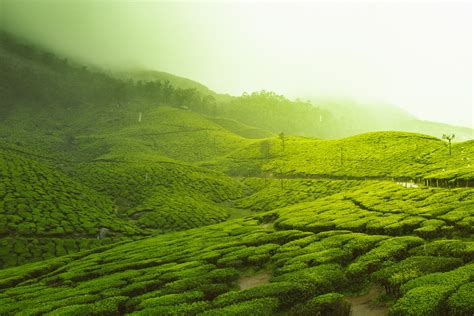 High Range Munnar Tea Plantation Mist Namacalne Szepty