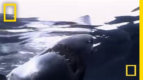 Great White Shark National Geographic Youtube