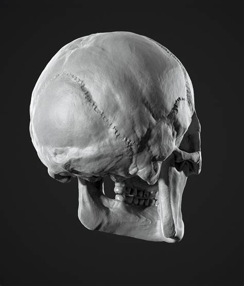 The temporal bone connects to the occipital bone in the back, the parietal bone from above, and also with the sphenoid bone in the front. Jonathan Rush - Human Skull Study