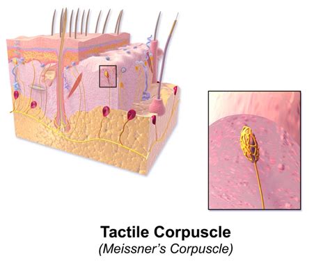What Is The Difference Between Merkel Cells And Meissner Corpuscles