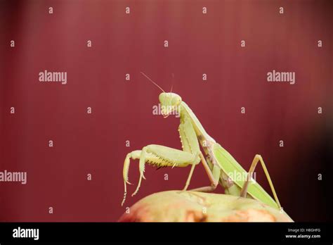 Mantis On A Red Background Mating Mantises Mantis Insect Predator