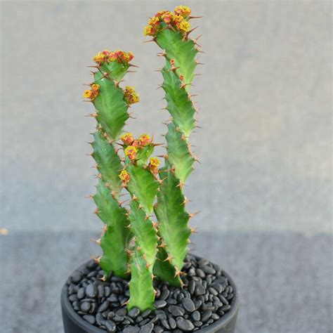 3pcs 10cm Cactus Euphorbia Tortirama Succulent Live Plant Home Etsy