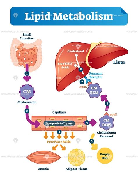 Lipid Metabolism Biological Vector Illustration Infographic Anatomy