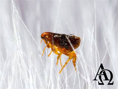 Alpha Omega Pest Control Updated May 2024 Norman Oklahoma Pest