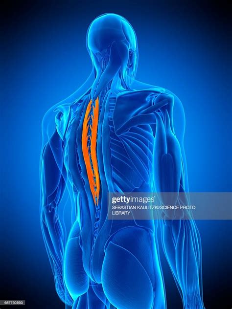 Back Muscles Illustration High Res Vector Graphic Getty Images