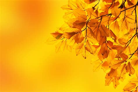 Autumn Beech Leaves · Free Photo On Pixabay