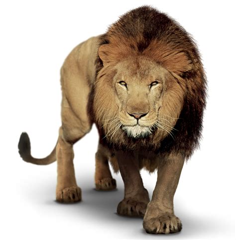 Lion Clip Art Image Picsart Photo Studio Portable Network Graphics Lion Png Download