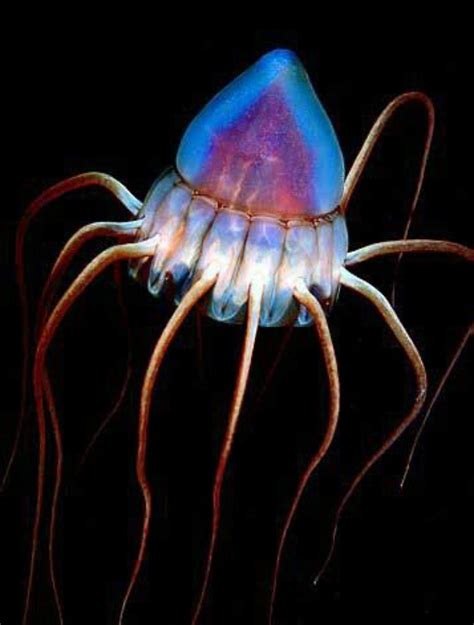 Helmet Jellyfish Deep Sea Creatures Beautiful Sea Creatures Weird