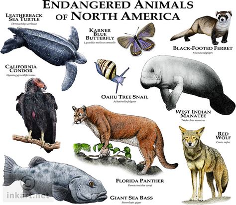 Abes Animals North Americas Most Endangered Animals