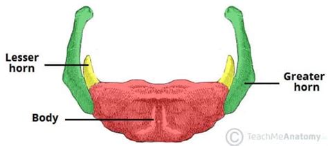 The Hyoid Bone Structure Attachments Teachmeanatomy