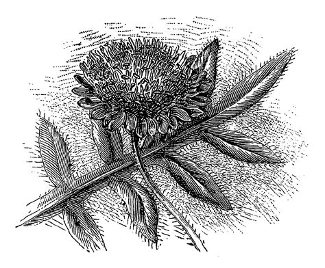 Digital Stamp Design Digital Botanical Artwork Wildflower Drawing