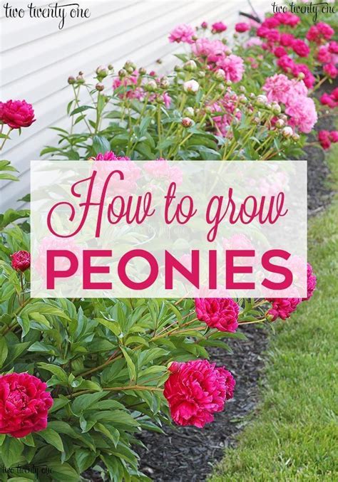 20 Shade Garden Design Ideas In 2020 Peonies Garden Growing Peonies