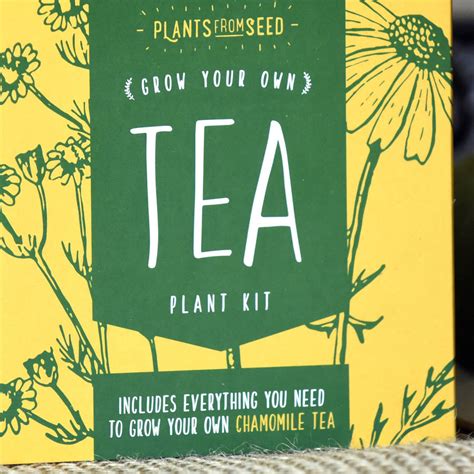 Grow Your Own Chamomile Tea Plant By Plants From Seed