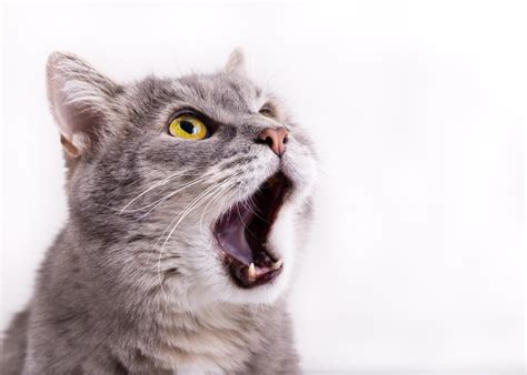 Cómo Saber Si A Mi Gato Le Duele La Garganta Síntomas Y Qué Hacer