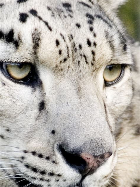 Snow Leopard Snow Leopard Head Shot Jon Pinder Flickr