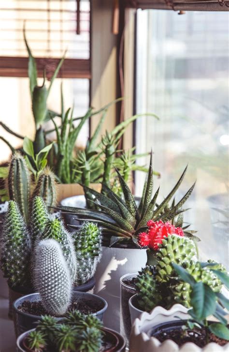 5 Unkillable Houseplants For All — The Houseplant And Urban Jungle Blog